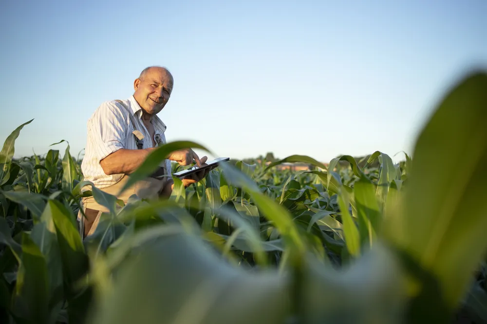 portrait-senior-hardworking-farmer-agronomist-corn-field-checking-crops-before-harvest
